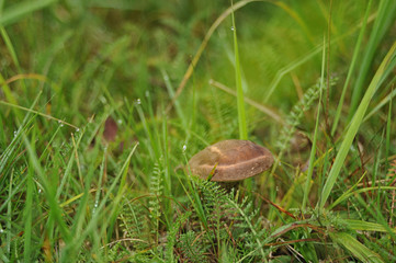 Mushroom bolete (stalk) in the glade