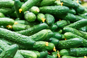 Tasty cucumbers sold in the produce shop