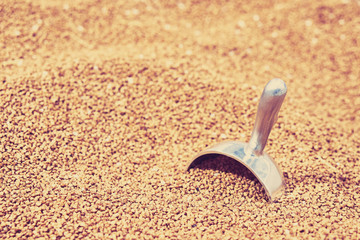 Metal scoop in buckwheat in store in the basket. Toned.