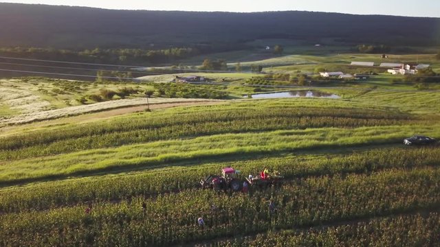 Aerial orbit of rows and rows of cornfield with people picking corn and tractor nearby and powerlines.