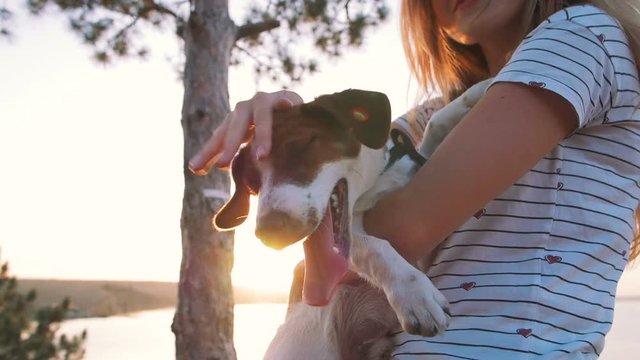 Young attractive woman playing with a dog Jack Russell in the meadow at sunset with sea background. slow motion