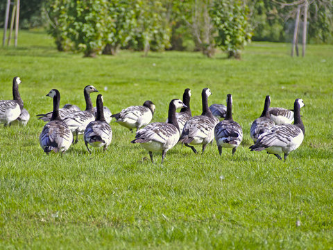 Flock of barnacle geese having a rest on green grass on their migration to south in fall.