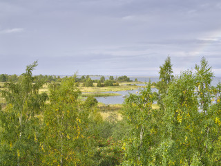 Early autumn scenery by the sea with coastal birch forest.