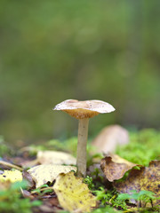 Closeup of small light brown mushroom growing in forest.