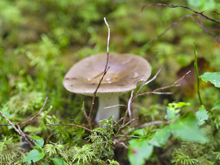 Closeup of small light brown mushroom growing in forest.