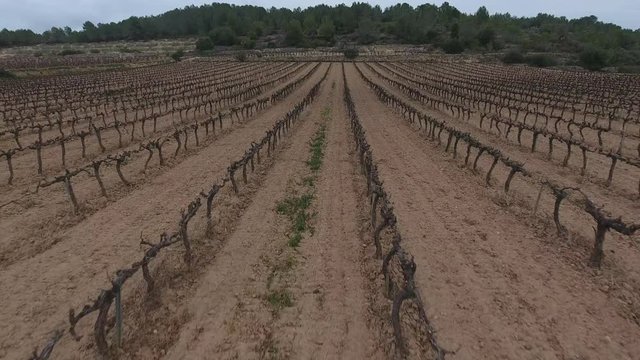 Vi&ntilde;as desde el aire