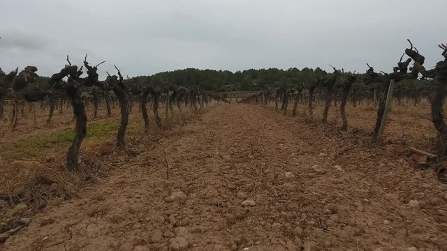Paseando por la vi&ntilde;a