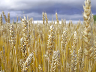 Fototapeta premium Golden wheat spikes closeup. Harvest season background.