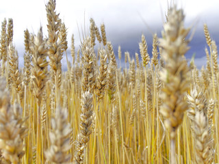 Fototapeta premium Golden wheat spikes closeup. Harvest season background.