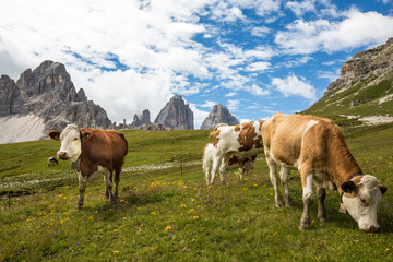 Fototapeta na wymiar Kühe auf einer Almwiese vor den Drei Zinnen 