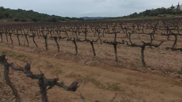 Cepas de Uvas