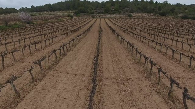 hileras de vi&ntilde;as