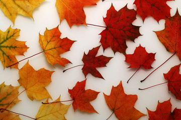 Naklejka na ściany i meble Autumn maple orange, red, yellow leaves on a white background