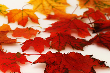 Autumn maple orange, red, yellow leaves on a white background