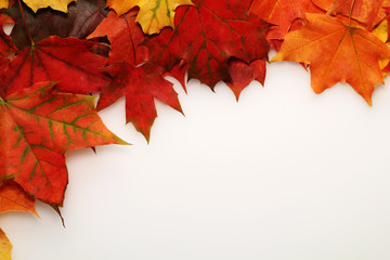 Frame of autumn maple orange, red, yellow leaves on a white background