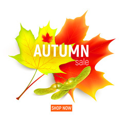 Sales banner with maple autumn leaves. Autumn maple leaf isolated on a white background. Vector illustration