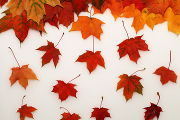 Autumn maple orange, red, yellow leaves on a white background