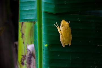 yellow frog clinging on banana leaf