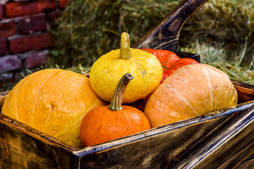 Harvest of pumpkins in a cart
