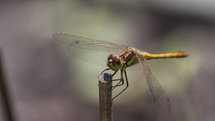 damselfly
