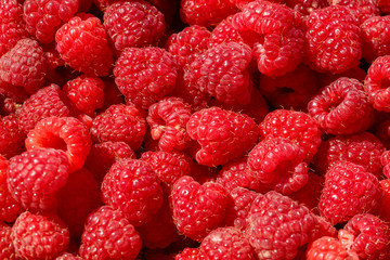 close up of fresh berries red raspberry.