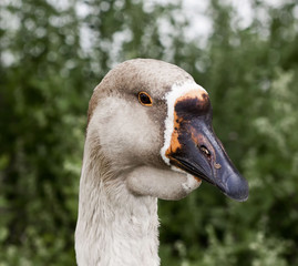 Goose portrait with black orange beak andgray craw