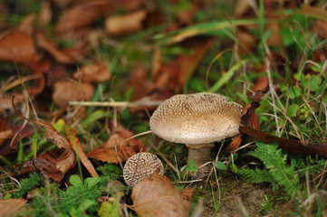 Young mushrooms blusher in the forest