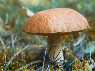 boletus
