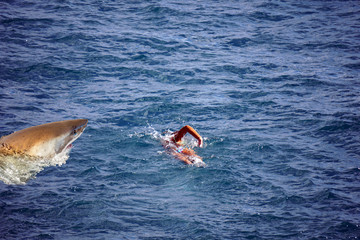 Great white shark ready to attack a girl while swimming