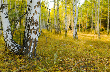 Fototapeta premium Autumn birch forest