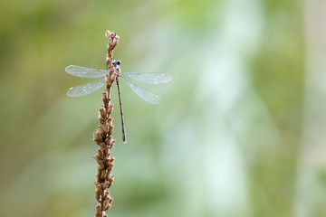 Libelle