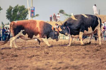 Bull fighting in Fujairah