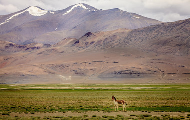 Naklejka premium Tibetan Wild Ass