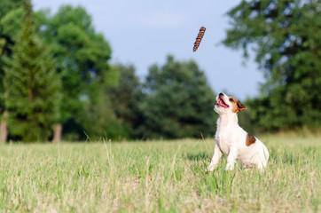 Szczeniak Jack Russell terrier bawi się na łące, skacze w gorę.  © Rajtar photography