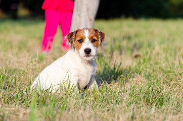 Szczeniak Jack Russell terrier bawi się na łące. © Rajtar photography