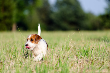 Szczeniak Jack Russell terrier bawi się na łące w lato. © Rajtar photography