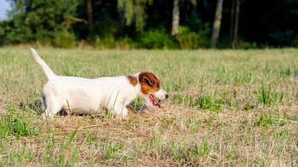 Szczeniak Jack Russell terrier bawi się na łące w lato. © Rajtar photography