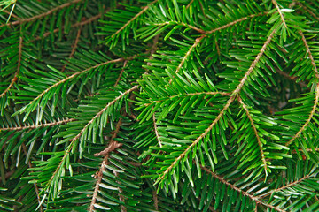 Christmas tree branches background
