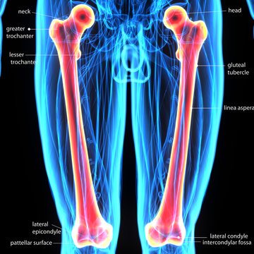 3d illustration of human body femur bone 