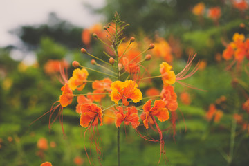 Obraz premium Orange Butterflys