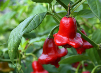 Bishops Crown chili pepper (Capsicum Baccatum,Christmas Bell) growing in the garden.Selective focus.