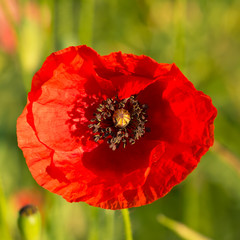 Opium poppy, blossom Papaver rhoeas