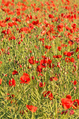 Opium poppy field with rape Papaver rhoeas