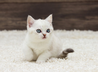 Fototapeta na wymiar british straight kitten ears looks