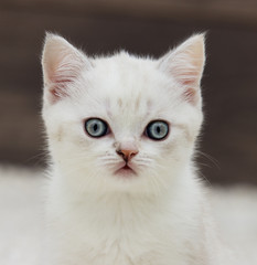 british straight kitten ears looks