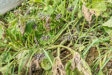 Squash Bugs