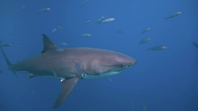 Увлекательные подводные погружения с Большими белыми акулами у заповедного острова Гуадалупе. Тихий океан. Мексика.