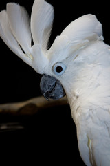 Umbrella Cockatoo