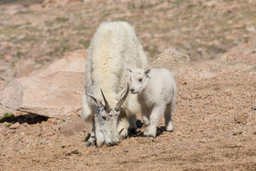 Mountain Goat Nanny and Kid