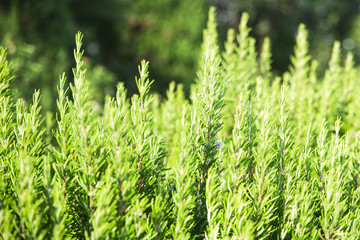 green rosemary bushes with flowers